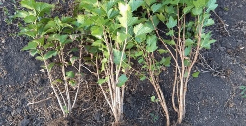 Саженцы Сливы: Как Вырастить Плодородный Сад