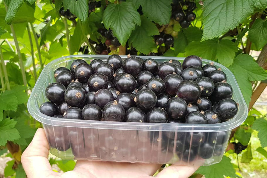 Саженцы Сливы: Как Вырастить Плодородный Сад